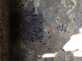Keep Your Home Safe from Rodents | Attic Cleaning Alameda, CA Keep Your Home Safe from Rodents | Attic Cleaning Alameda, CA