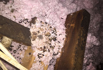 Rat Removal Project | Attic Cleaning Alameda, CA