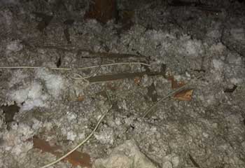 Rodent Proofing Project | Attic Cleaning Alameda, CA